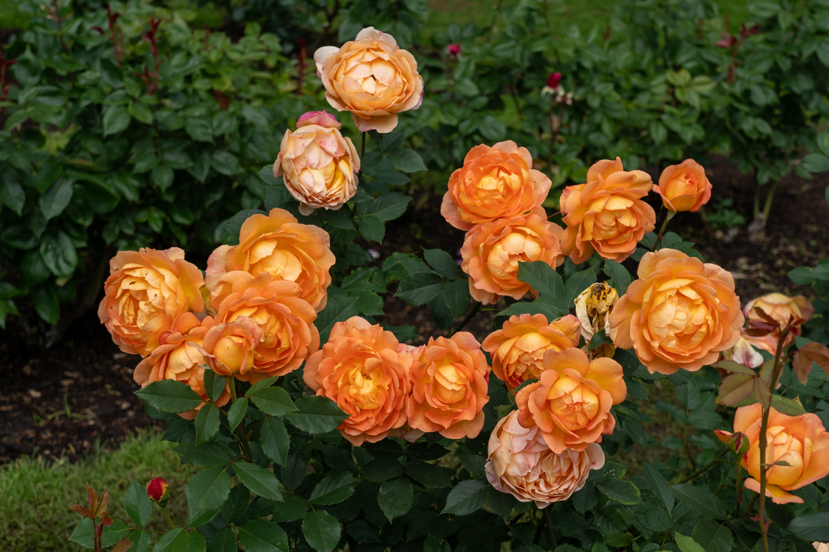 Rosier David Austin 'Lady of Shalott'