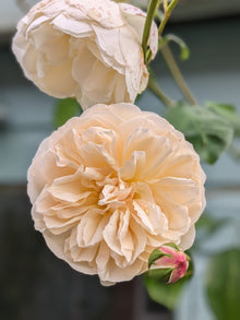 English rose 'Lichfield Angel'
