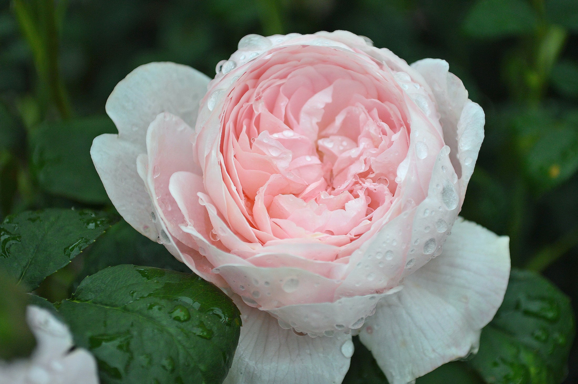Rosier anglais 'Queen of Sweden'