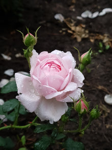 English rose 'Scepter'd Isle'