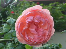 Rosier David Austin 'Strawberry Hill'