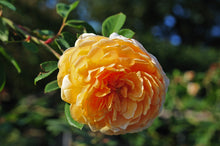 English rose 'Teasing Georgia'