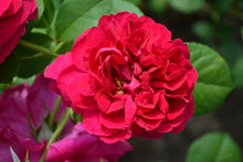 English rose bush 'Tess of the d'Urbervilles'