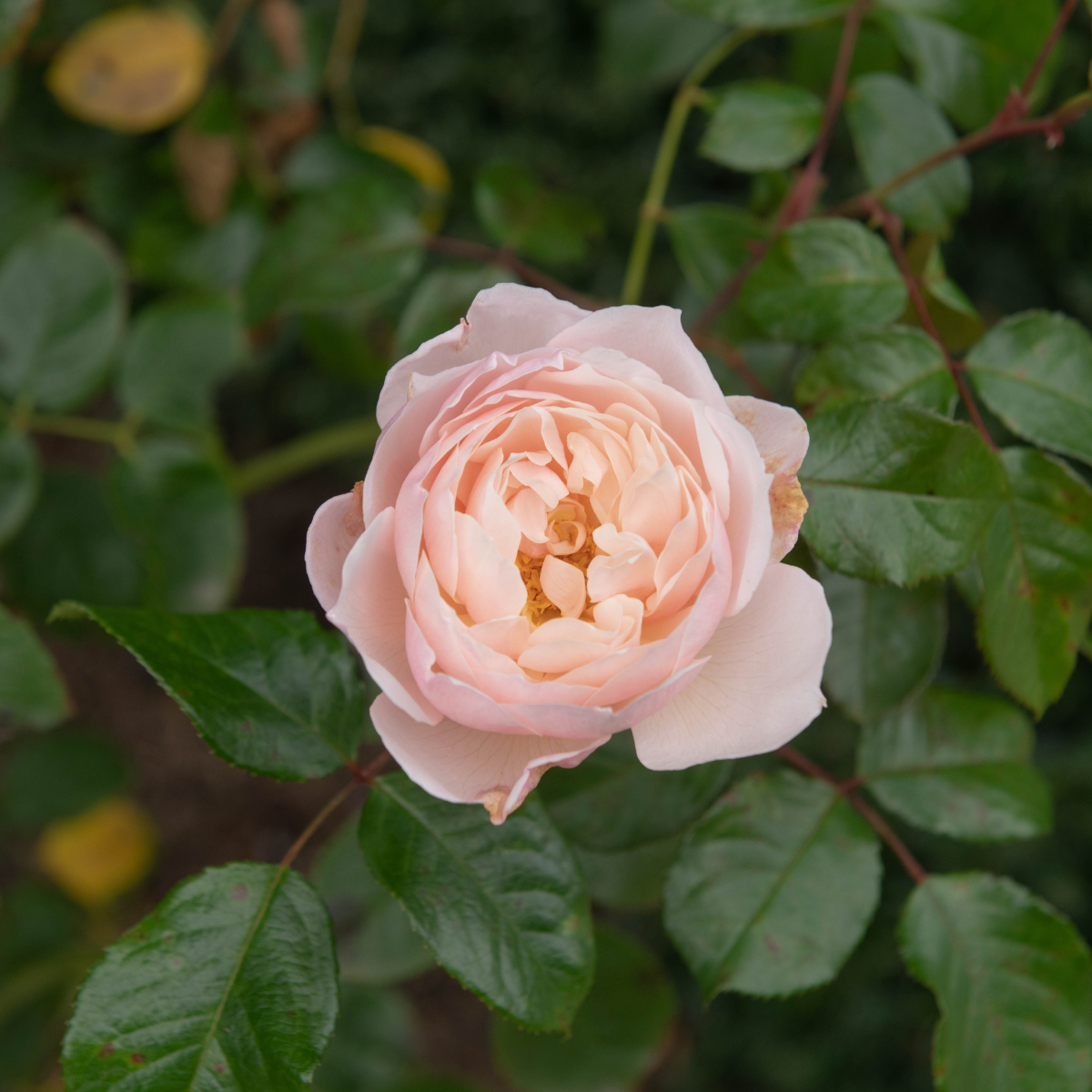 English rose 'The Generous Gardener'