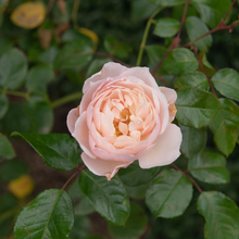 English rose 'The Generous Gardener'