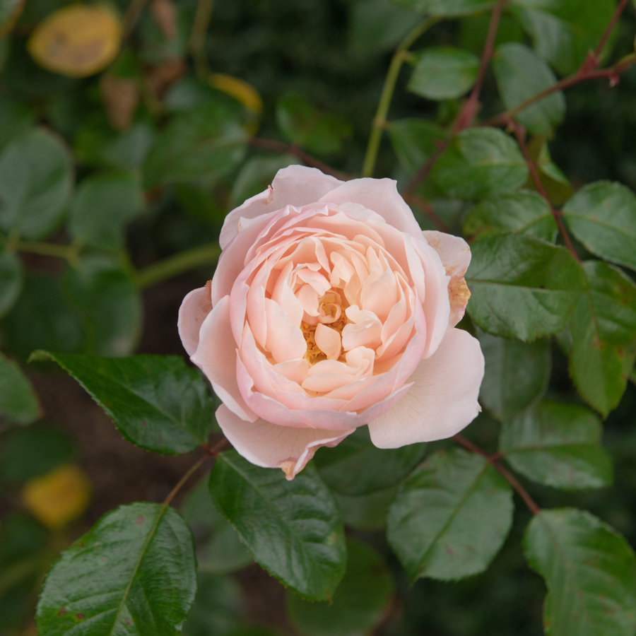 Rosier anglais 'The Generous Gardener'