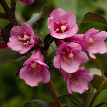 Weigela florida 'Nana Purpurea'