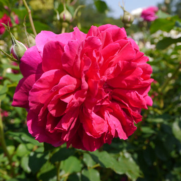 English rose 'Thomas à Becket'