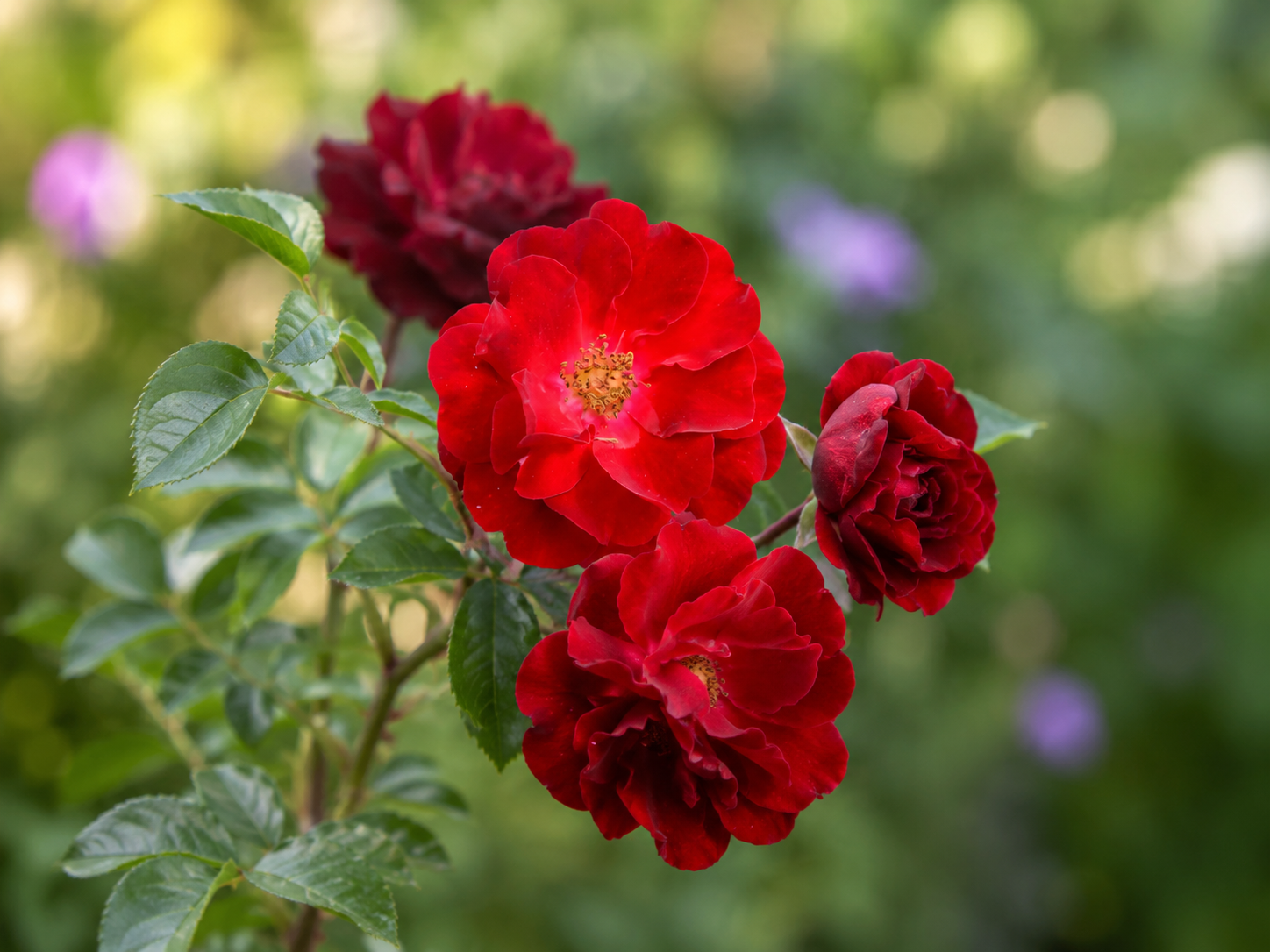 Rosier arbustif 'AC Navy Lady'