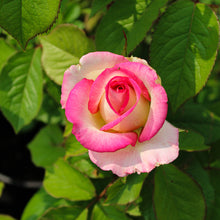 Shrub rose 'Angelic Veil'
