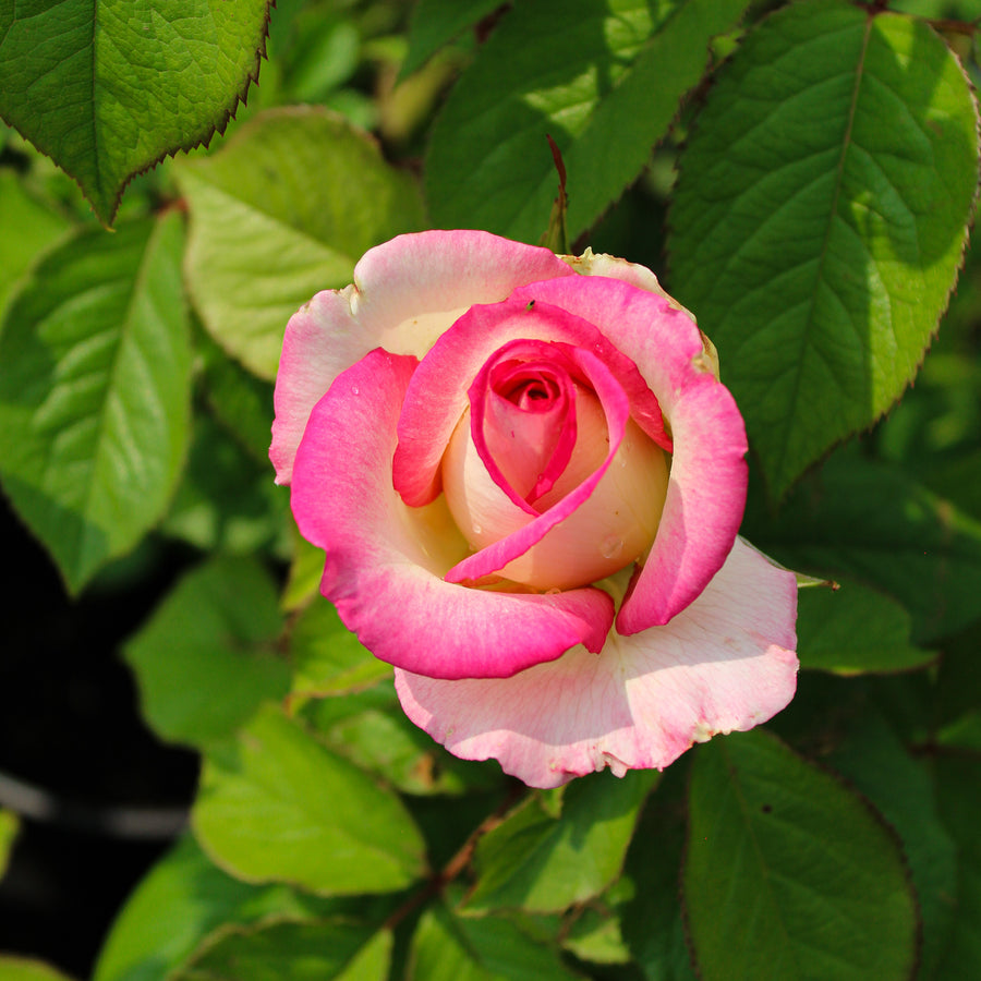 Rosier arbustif 'Angelic Veil'