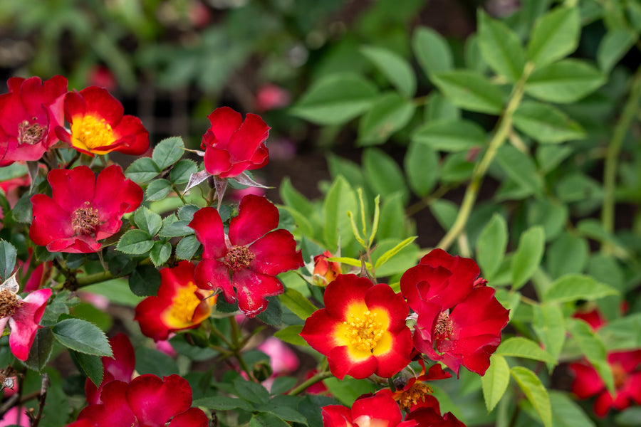Rosier couvre-sol 'Playful Happy Trails'