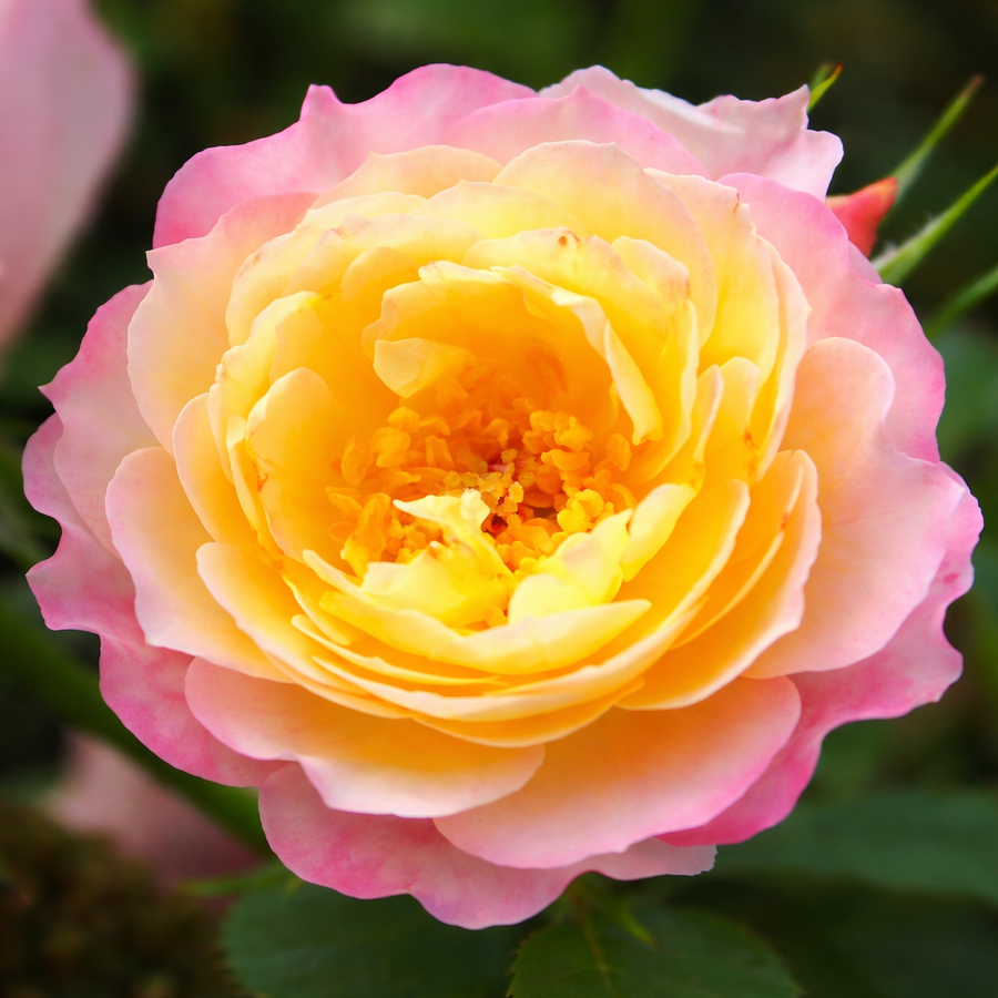Rosier couvre-sol 'Rainbow Happy Trails'