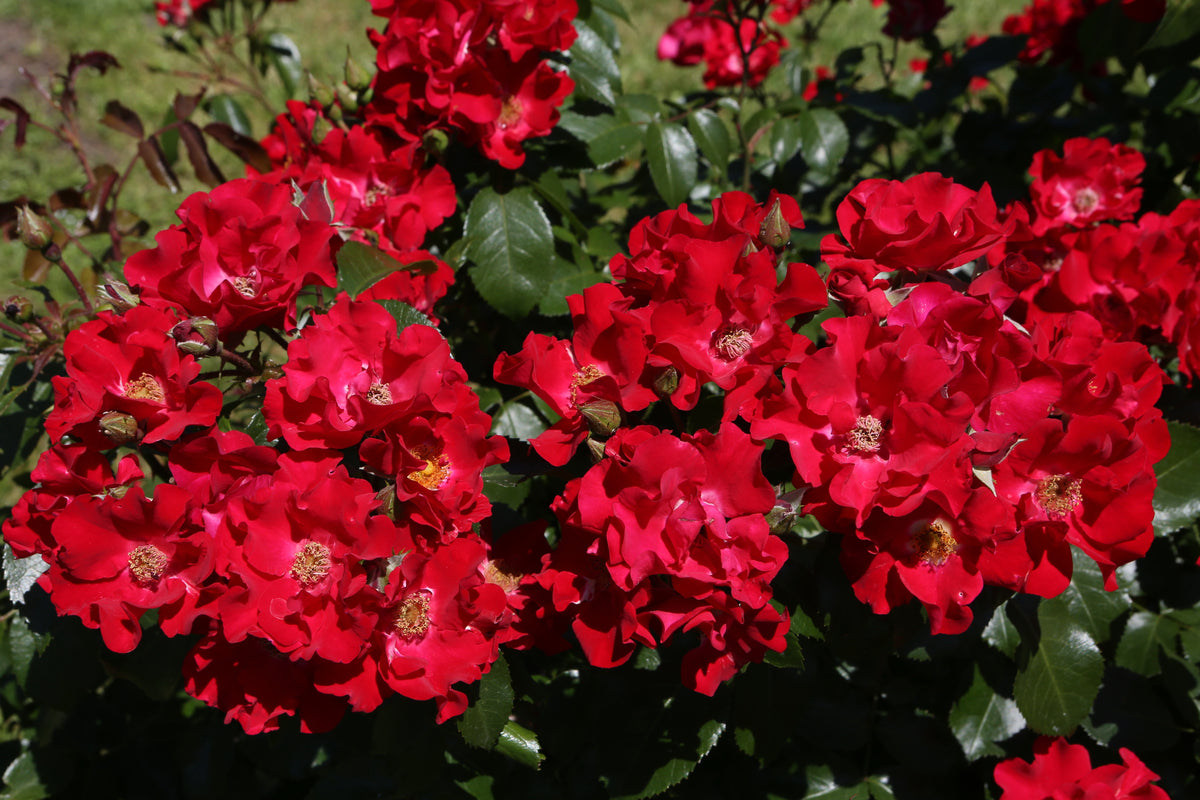 Ground cover rose 'Red Ribbons'