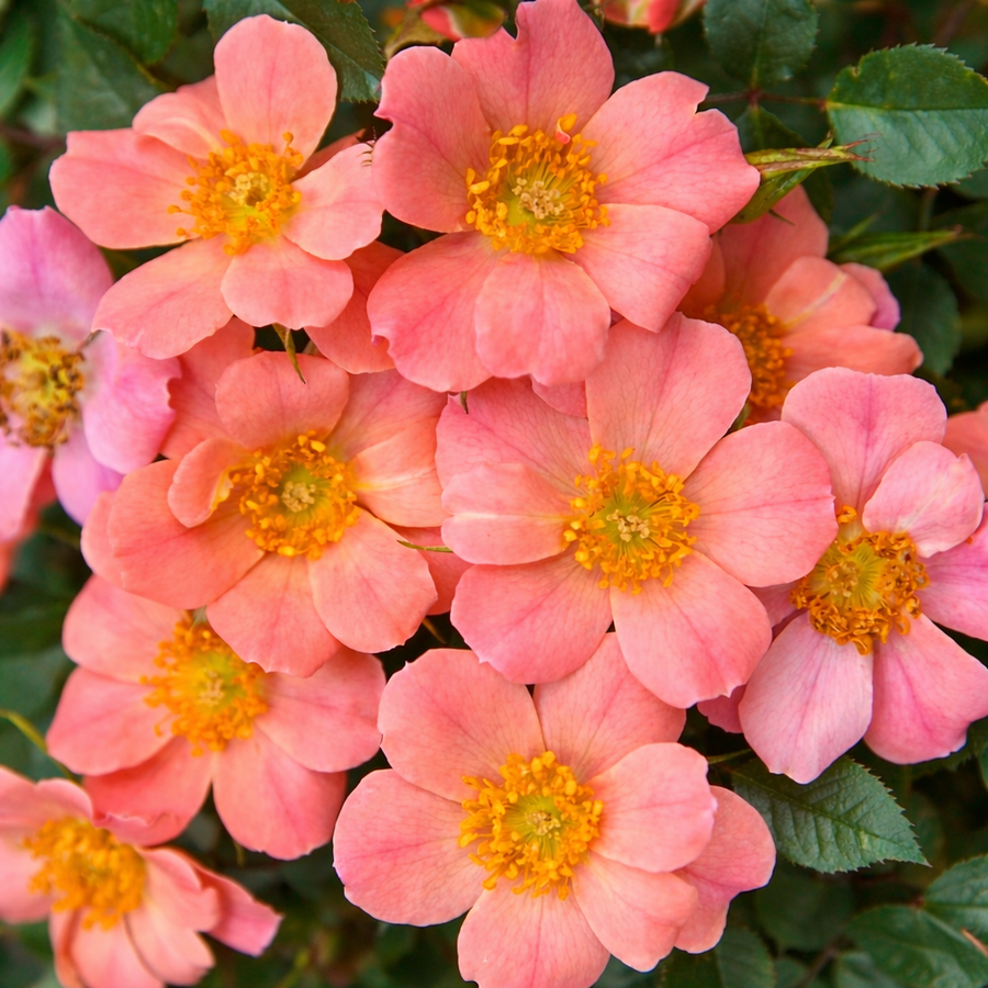 Rosier couvre-sol 'Sunset Happy Trails'