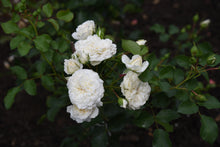 Rosier couvre-sol 'White Meidiland'