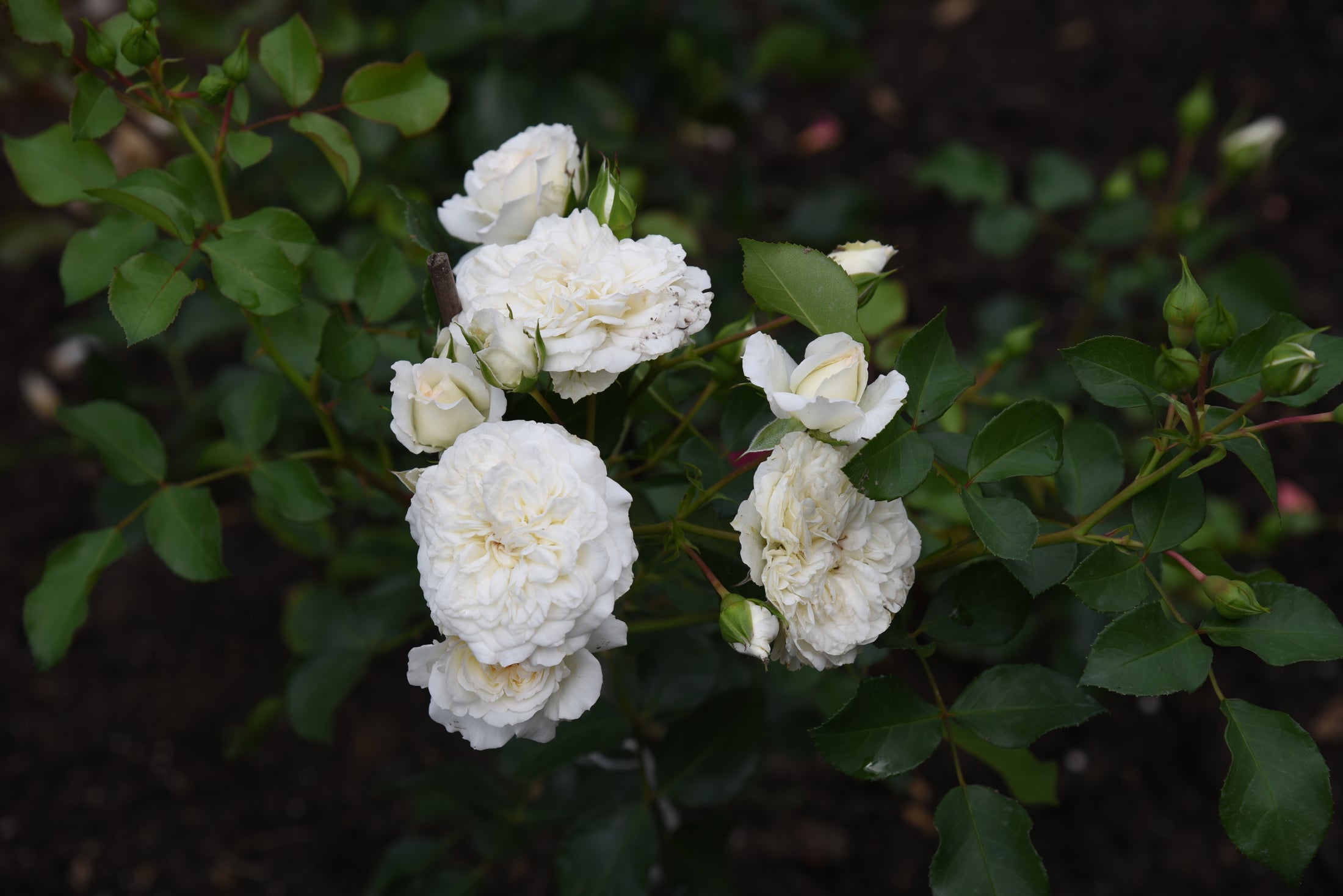 Rosier couvre-sol 'White Meidiland'