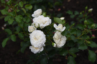 Rosier couvre-sol ‘White Meidiland’ (Rosa)