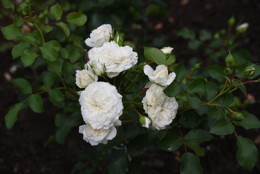 Rosier couvre-sol 'White Meidiland'