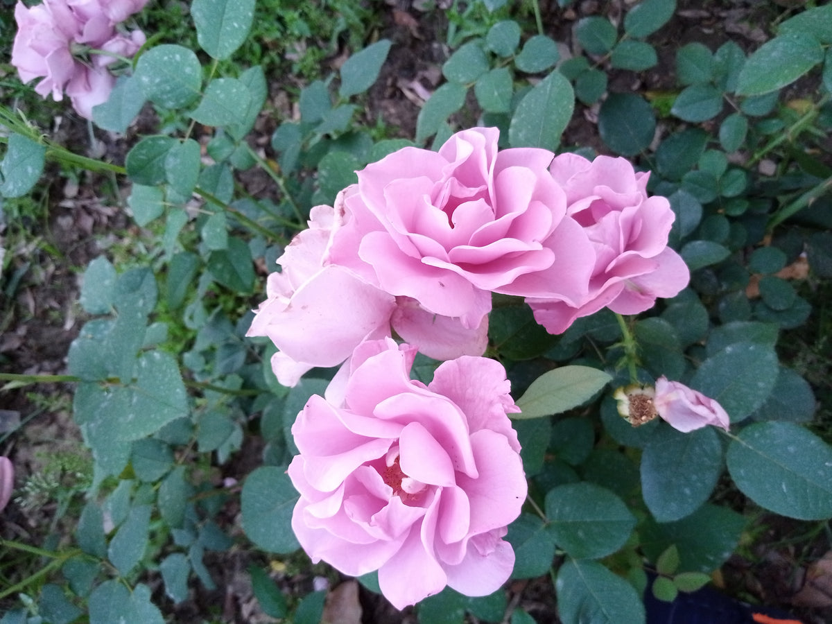 Floribunda rose 'Angel Face'
