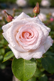 Rosier floribunda 'Anniversary Blush'