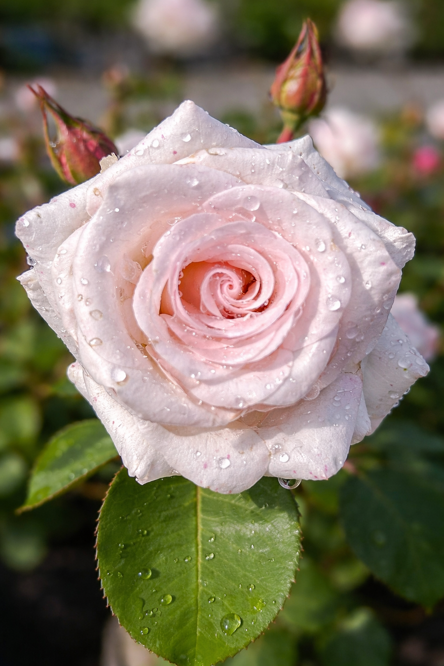 Rosier floribunda 'Anniversary Blush'