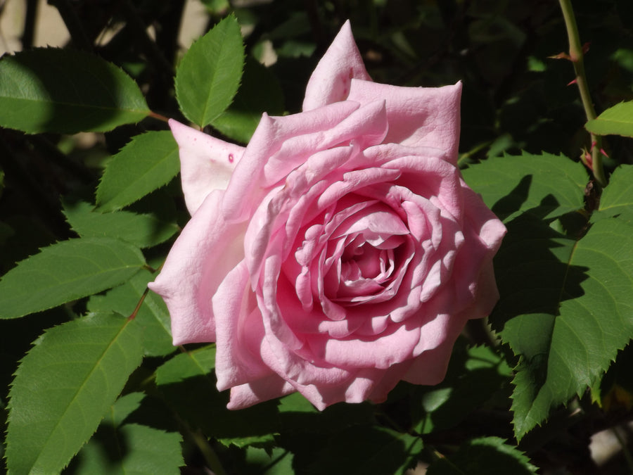Rosier floribunda 'Belinda's Dream'