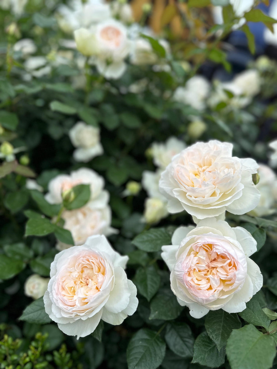 Rosier floribunda 'Bolero'