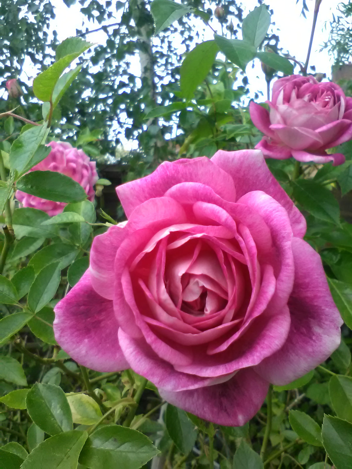 Floribunda rose 'Brilliant Pink Iceberg'