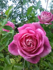 Floribunda rose 'Brilliant Pink Iceberg'