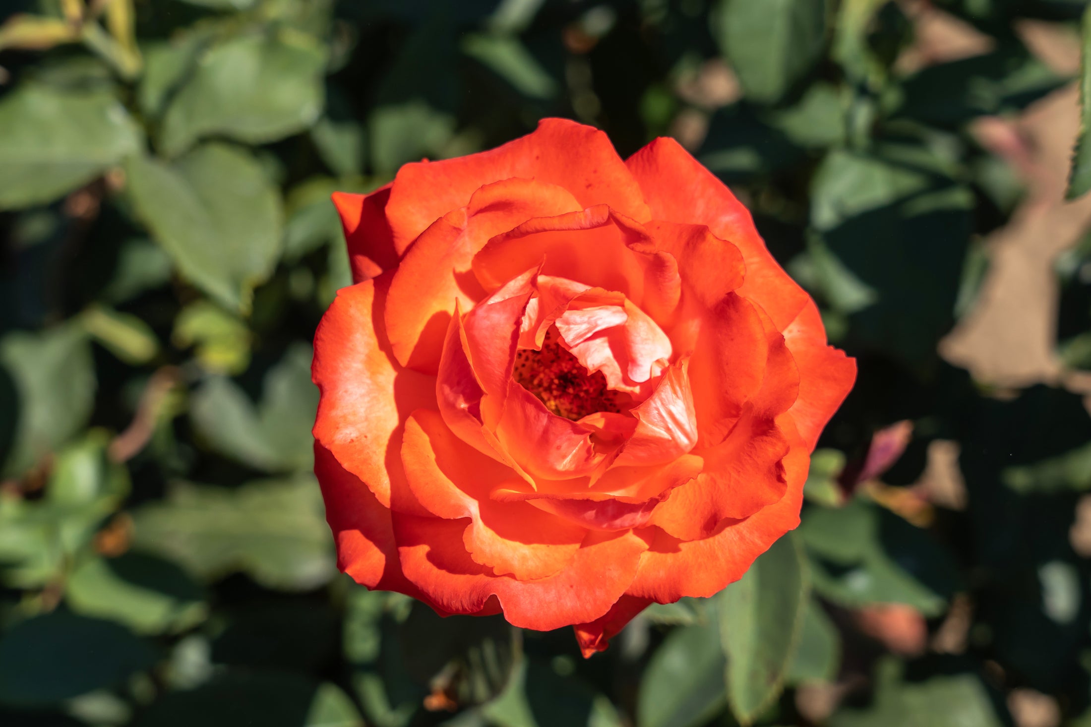 Floribunda rose 'Burning Glow'