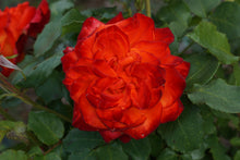 Rosier floribunda 'Charisma'