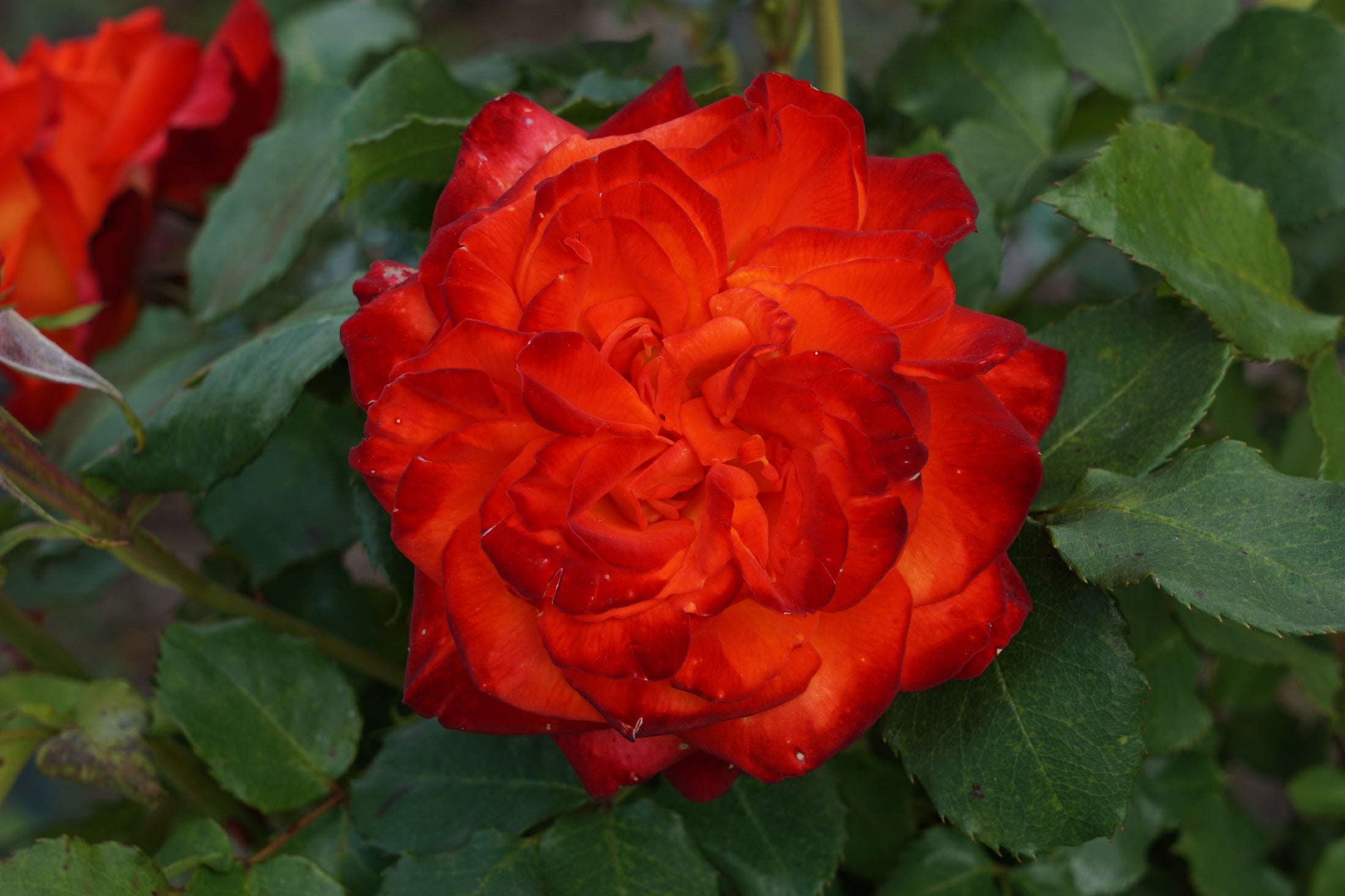 Rosier floribunda 'Charisma'