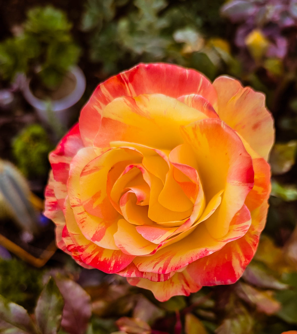 Floribunda rose 'Chihuly'