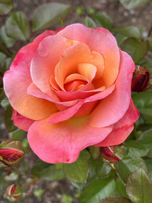 Floribunda rose 'Colorific'