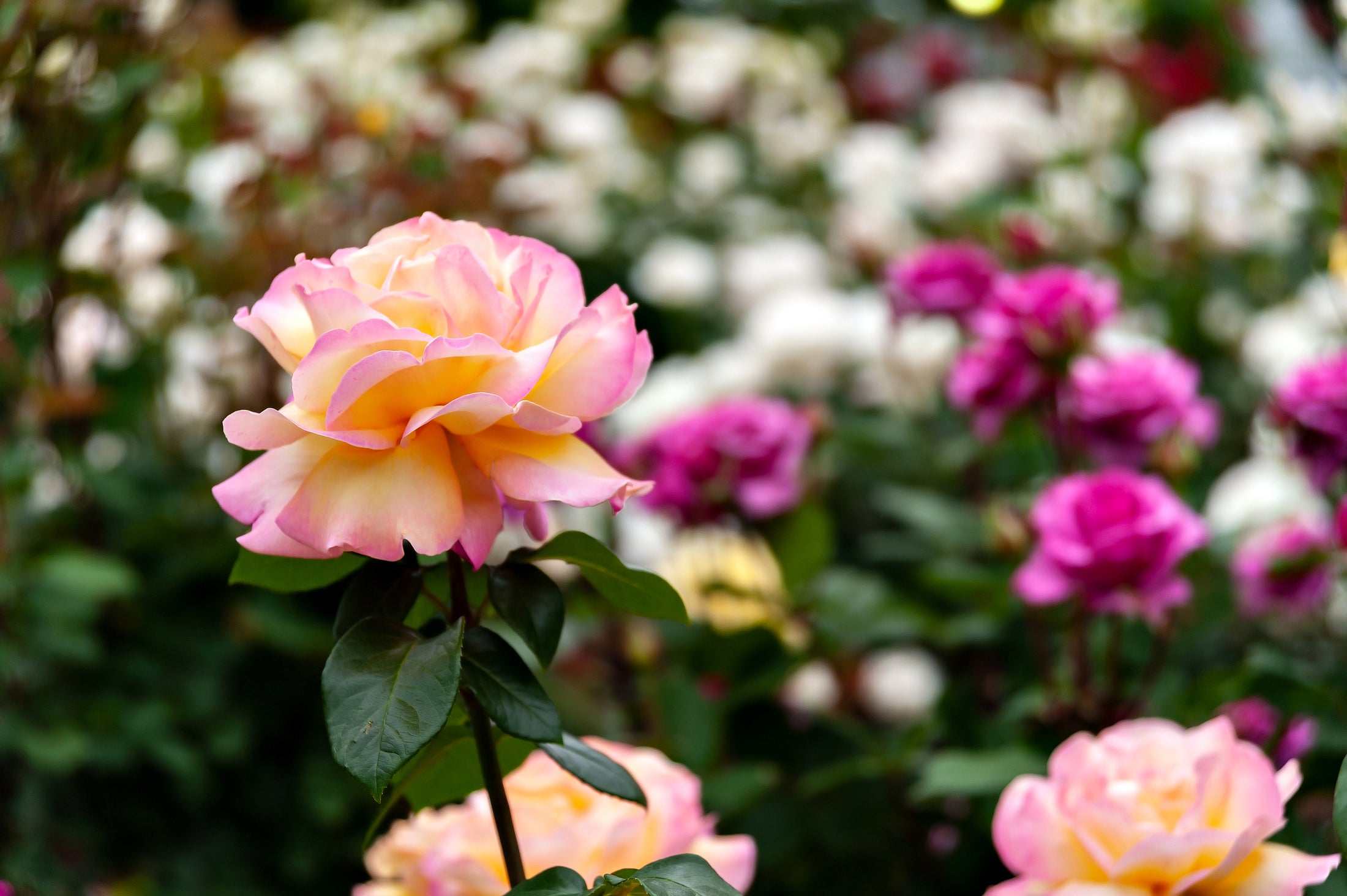 Floribunda rose 'Day Breaker'
