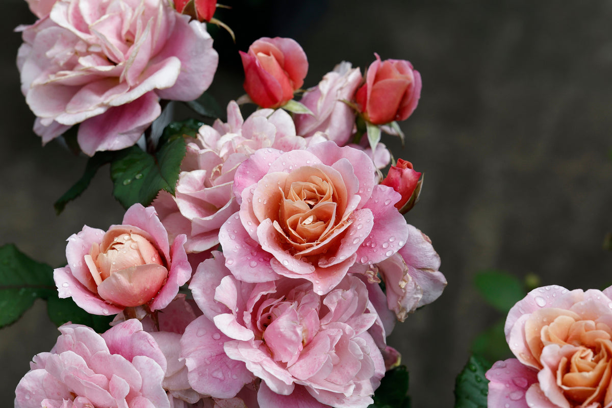 Floribunda rose 'Distant Drums'
