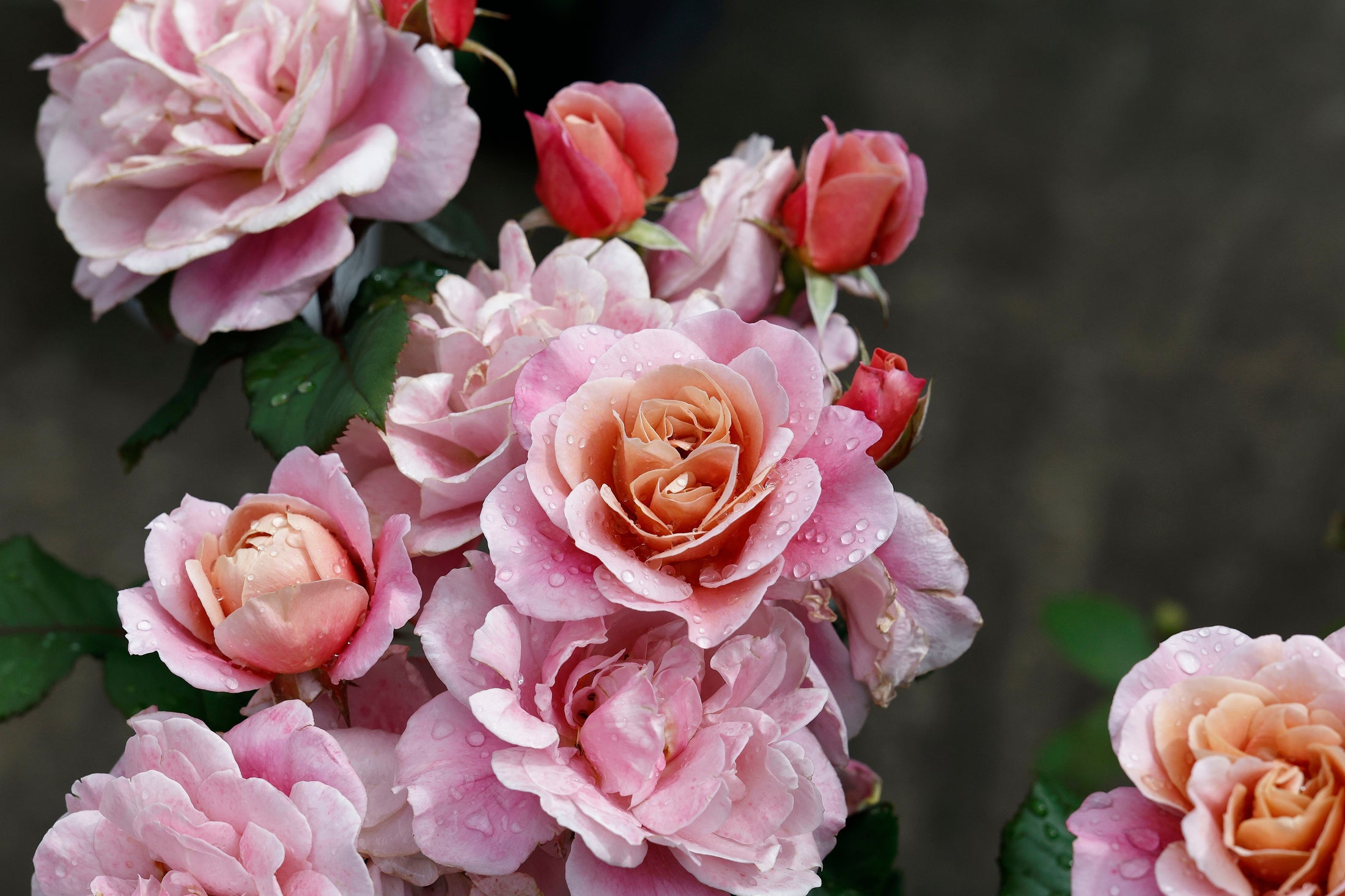 Floribunda rose 'Distant Drums'