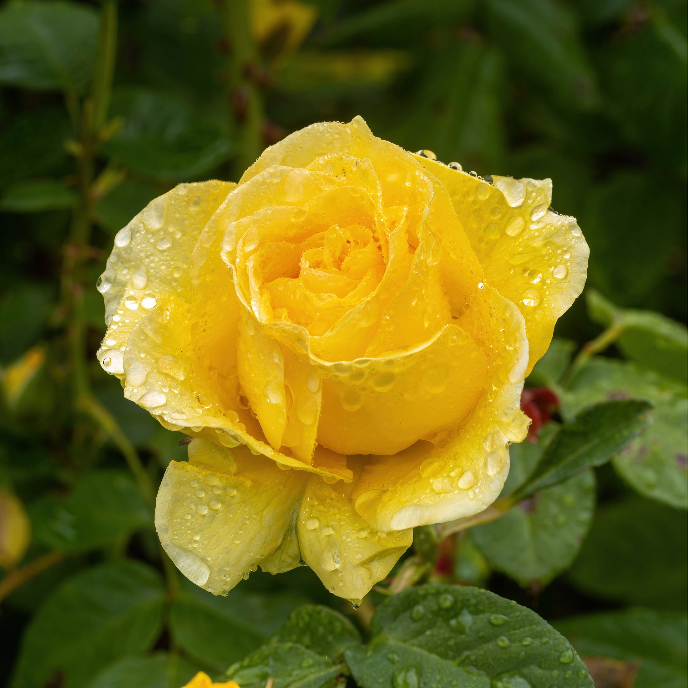 Floribunda rose 'Doris Day'