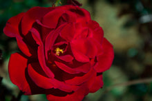 Floribunda rose 'Drop Dead Red'