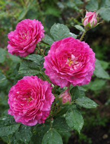 Rosier floribunda ‘Easy Charmer’