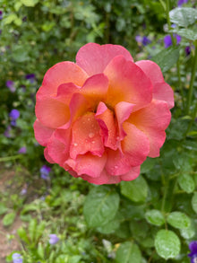 Floribunda rose 'Easy Does It'