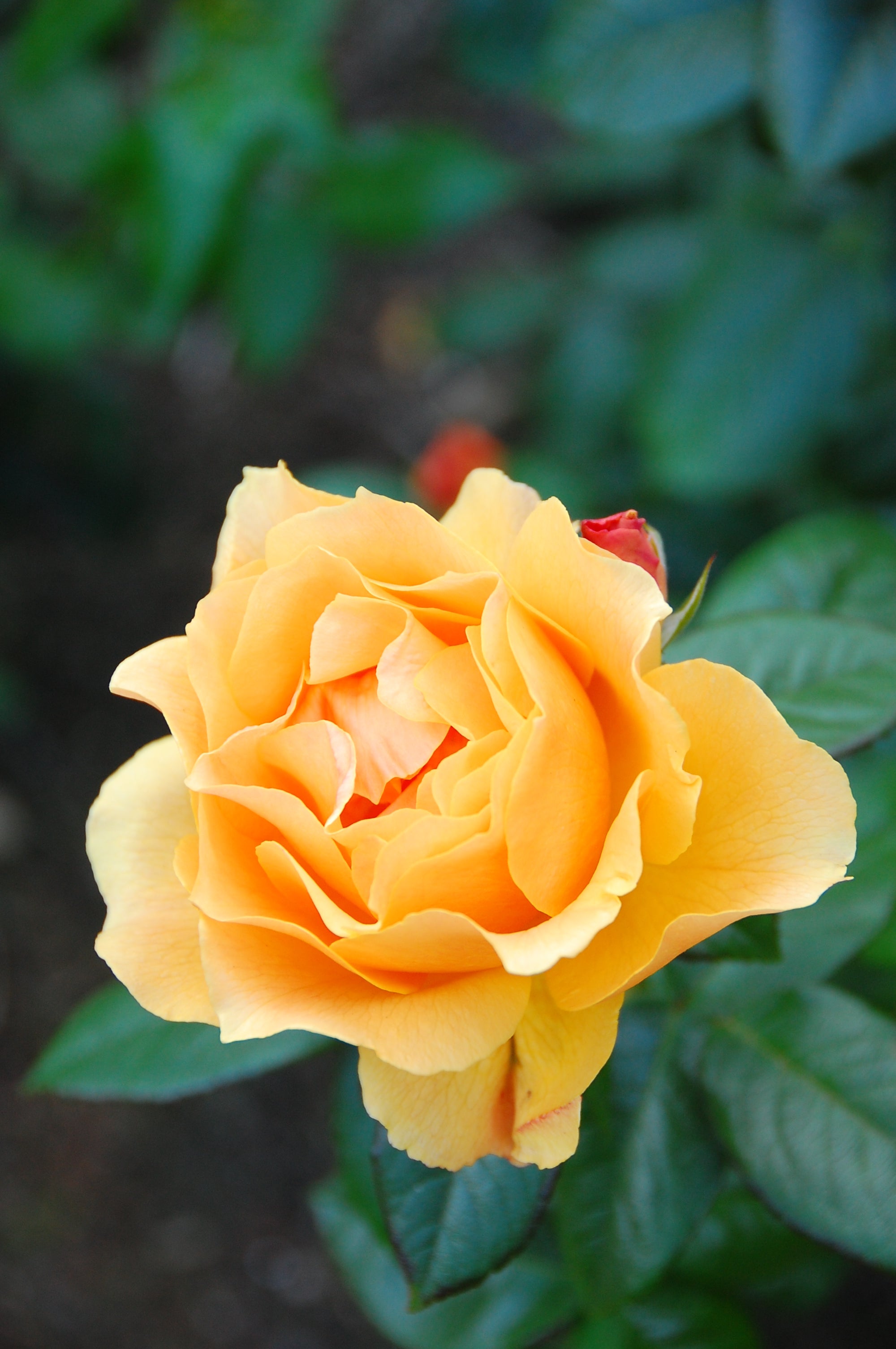 Rosier floribunda 'Easy Going'