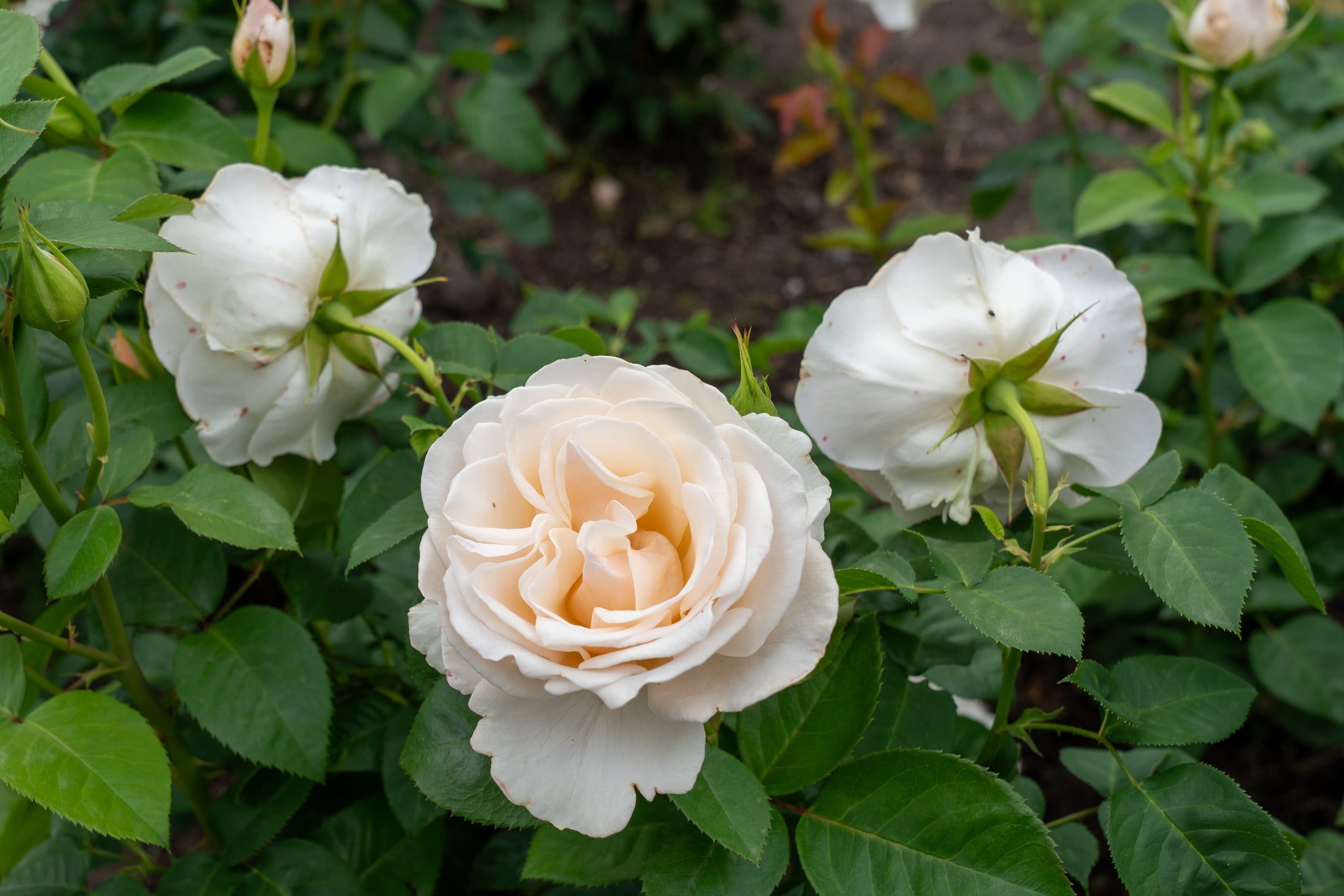 Rosier floribunda 'Easy Spirit'