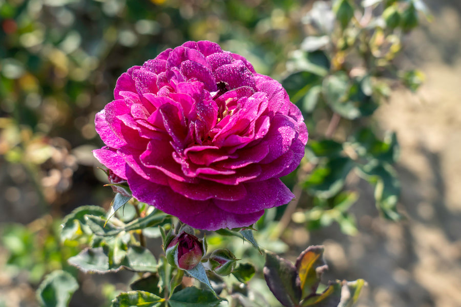 Rosier floribunda 'Ebb Tide'
