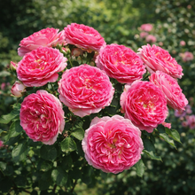 Floribunda rose 'Fashion Forward'