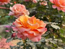 Floribunda rose 'Forever Amber'