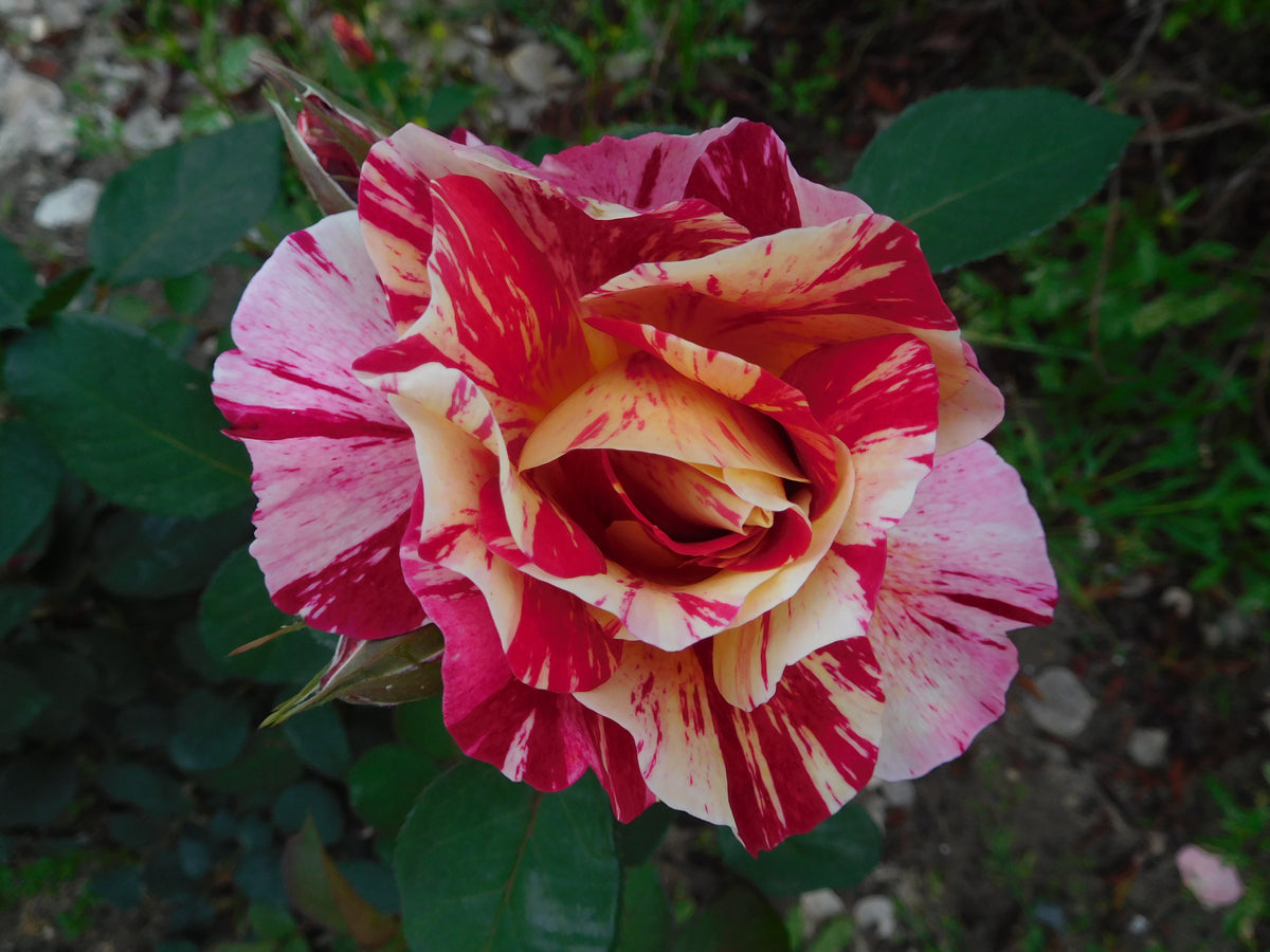 Floribunda rose 'George Burns'