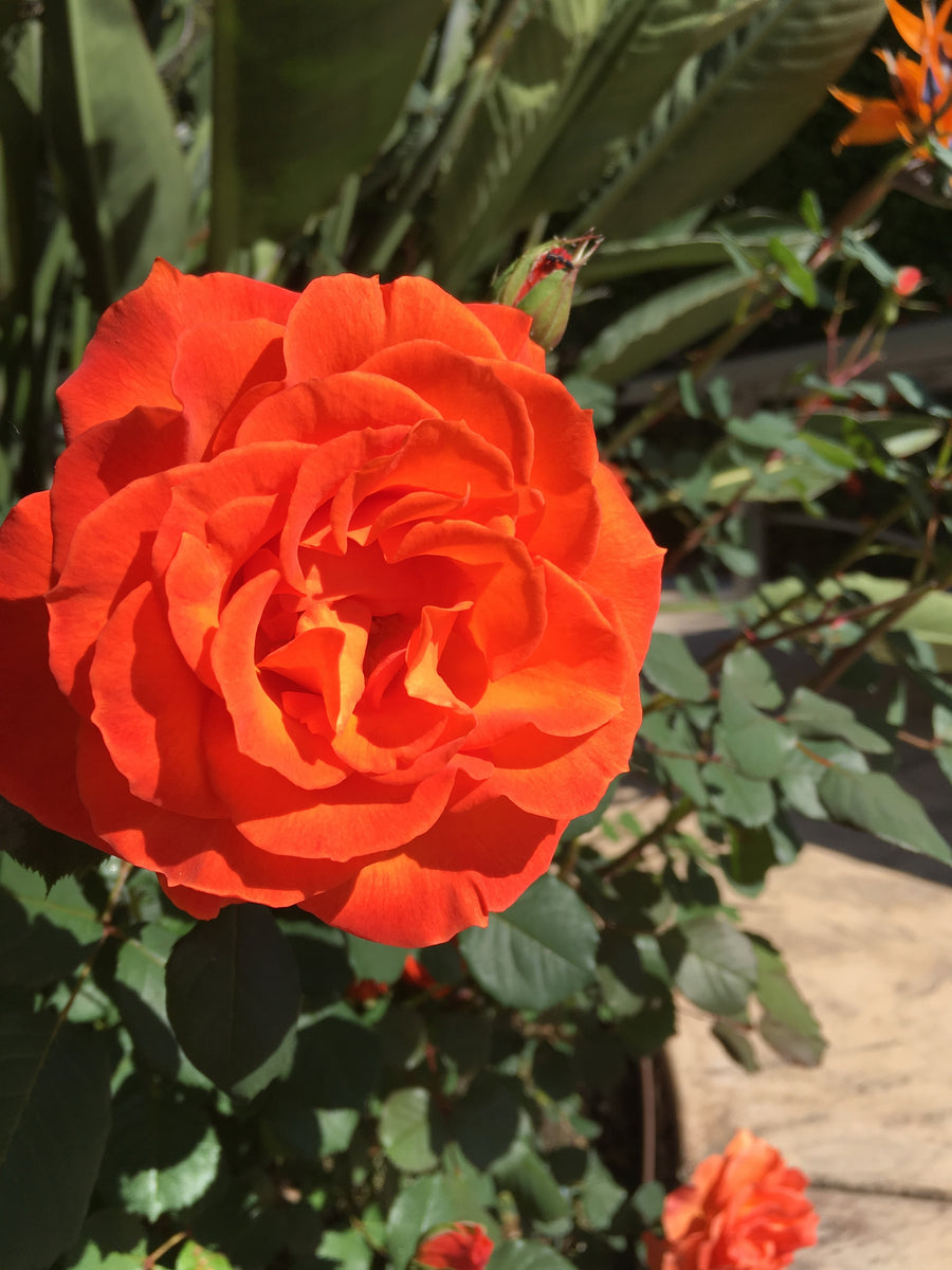 Floribunda rose 'Gingersnap'