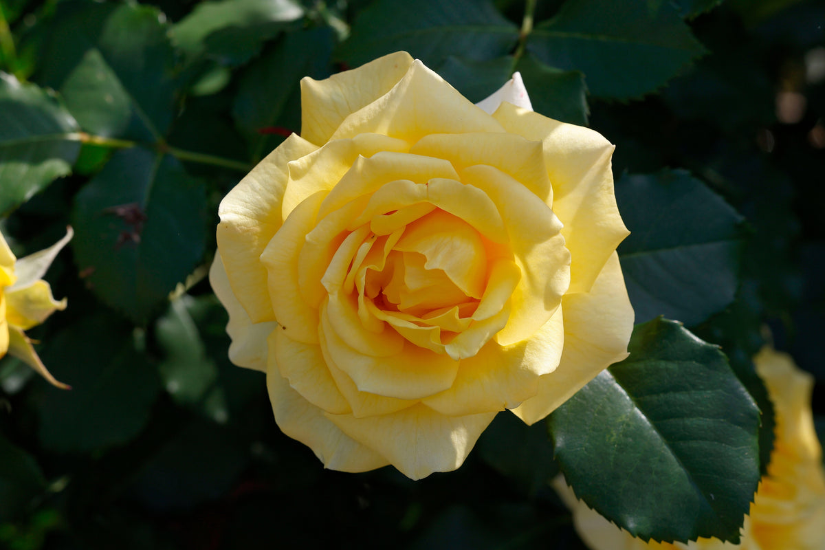 Floribunda rose 'Gold Badge'